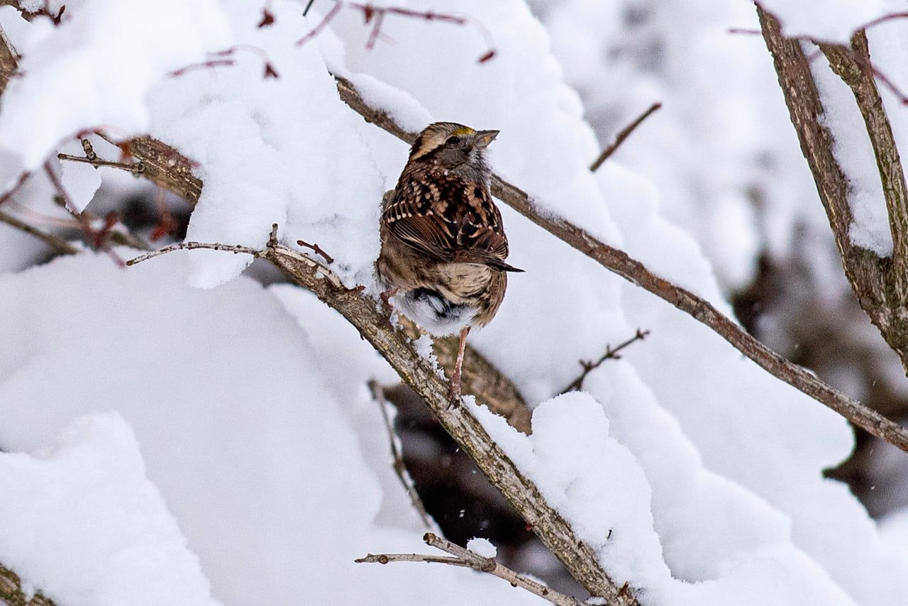 A bird in the snow.