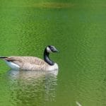 4-1-goose green lake