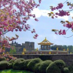 Manjushri KMC Temple Blossom