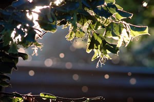 Tree Leaves