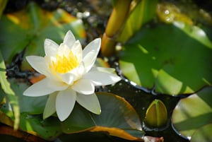 Lotus_branco