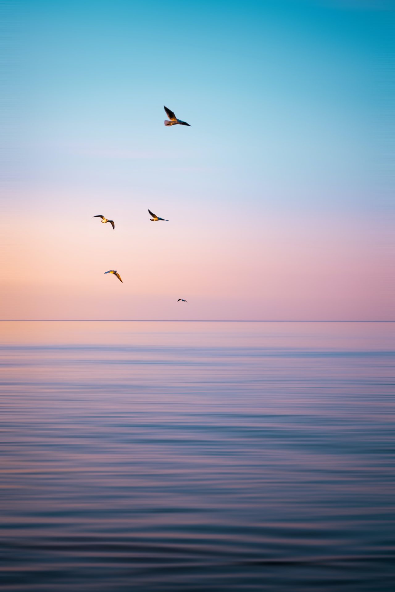 five birds cross the sea