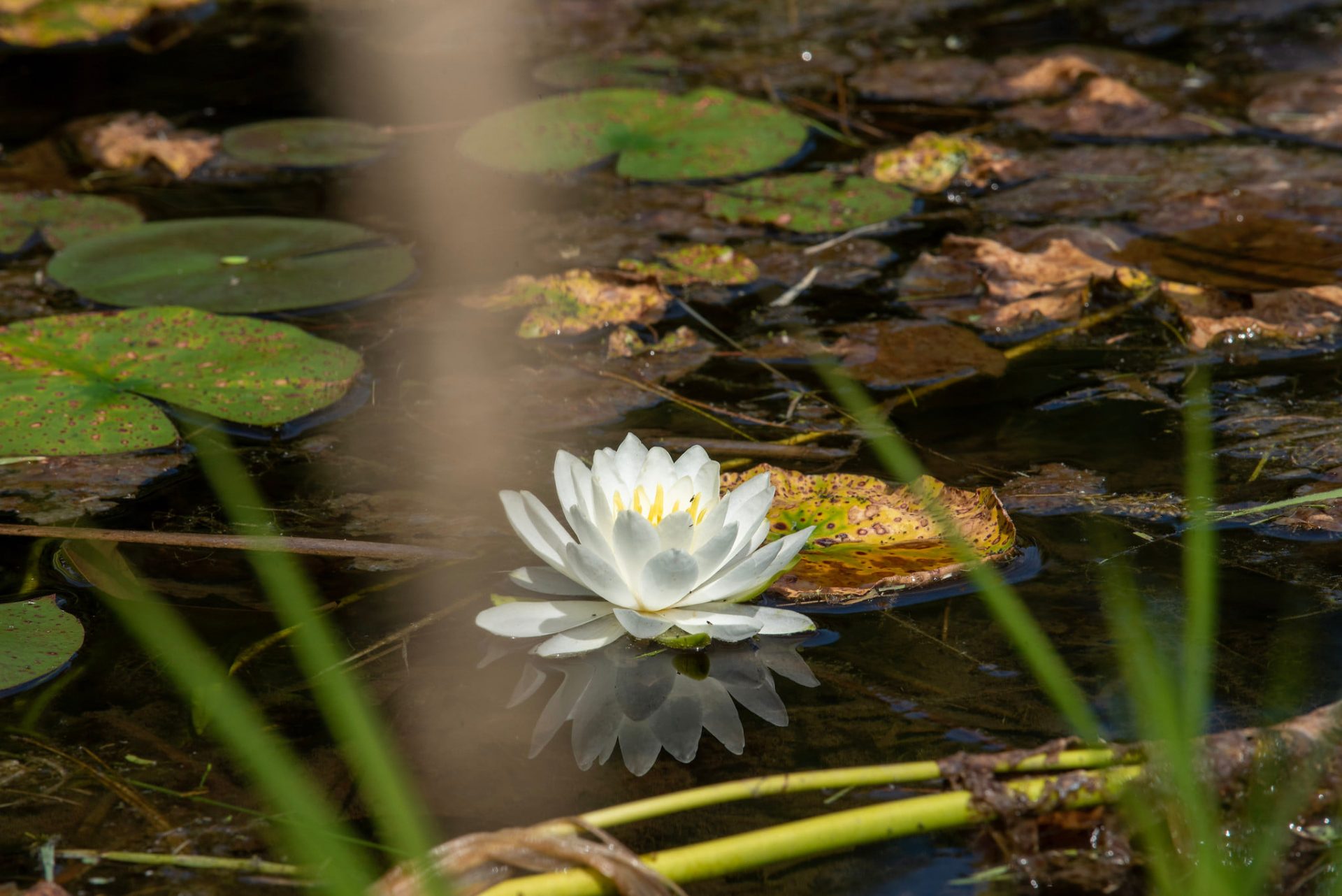 A lotus in the pond.