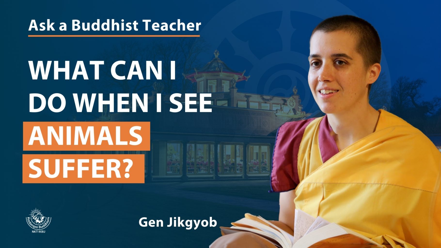 Ask a Buddhist Teacher (8)
