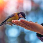 kindness.feeding a bird