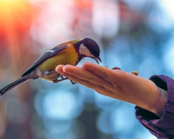 kindness.feeding a bird