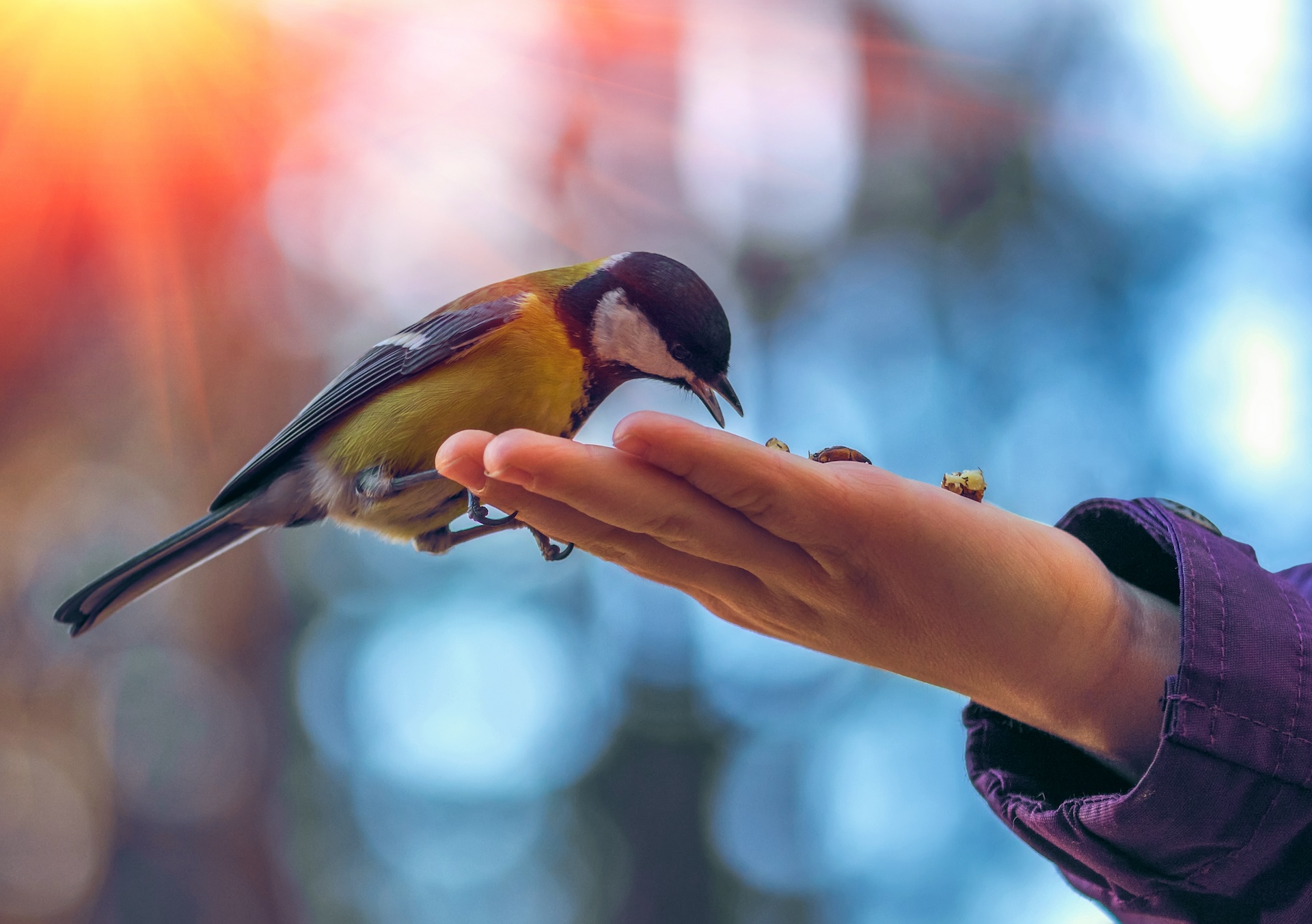 wild bird titmouse eats on the palm, on a background of beautiful bokeh at sunset.