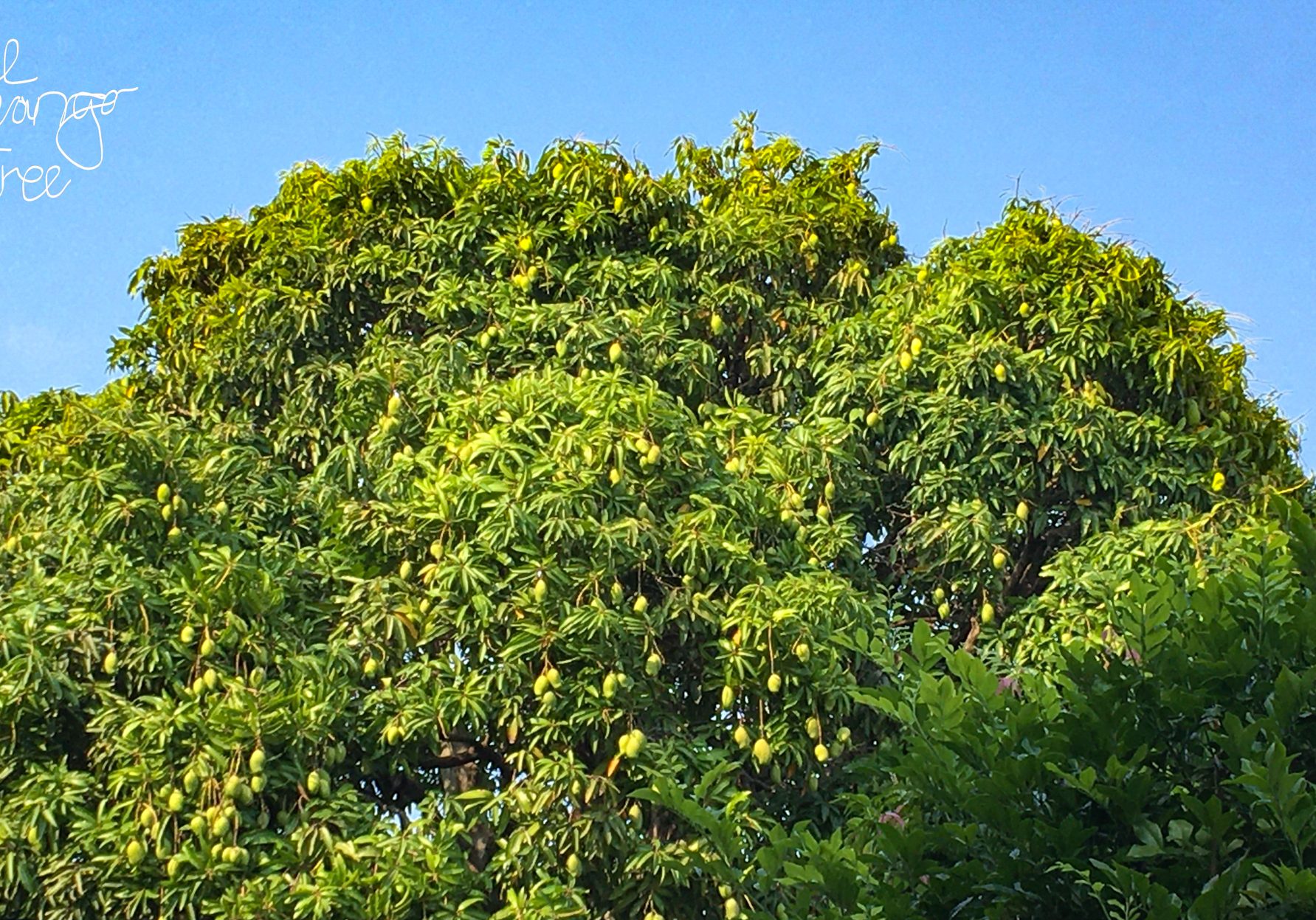 1-the mango tree
